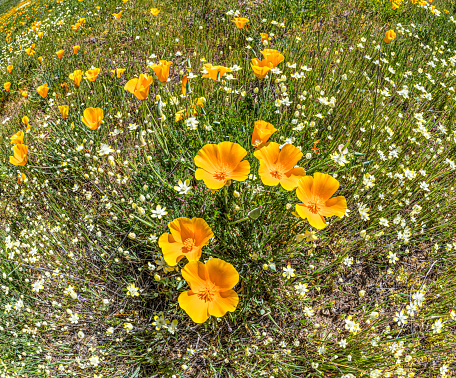 California Poppy and Cream Cups, Eschescholzia californica and Platystemon californicus, growing on a hillside in Pepperwood Nature Preserve; Santa Rosa;  Sonoma County, California. Papaveraceae.