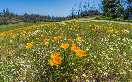 California Poppy and Cream Cups, Eschescholzia californica and Platystemon californicus, growing on a hillside in Pepperwood Nature Preserve; Santa Rosa;  Sonoma County, California. Papaveraceae.