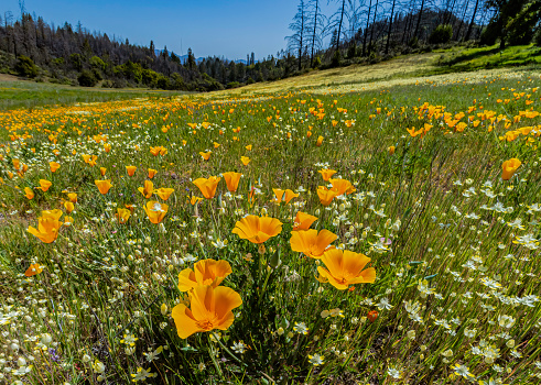 Beautiful California Golden Poppies, California’s state flower (Eschscholzia californica), on a sunny spring day.