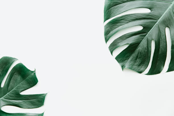 istock Top view of monstera leaf on white background with copy space. High quality and resolution beautiful photo concept 1314243768