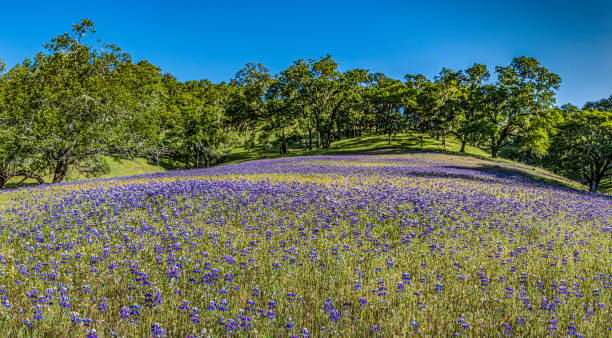 Lupinus nanus, the sky lupine, field lupine, dwarf lupin, ocean-blue lupine or Douglas' annual lupine, is a species of lupine native to the western United States. Sky Lupine, Lupinus nanus, growing on a hillside in Pepperwood Nature Preserve; Santa Rosa; Sonoma County, California. lupinus nanus, el lupine del cielo, lupina de campo, lupin enano, lupina azul océano o lupina anual de douglas, es una especie de lupina nativa del oeste de los estados unidos. sky lupine, lupinus nanus, creciendo en una ladera en pepperwood nature preser