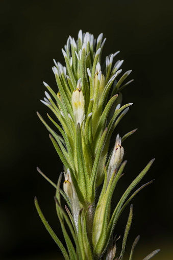 Castilleja Attenuata는 일반적인 이름 계곡 술과 감쇠 인도 페인트 브러시에 의해 알려진 인도 페인트 브러시의