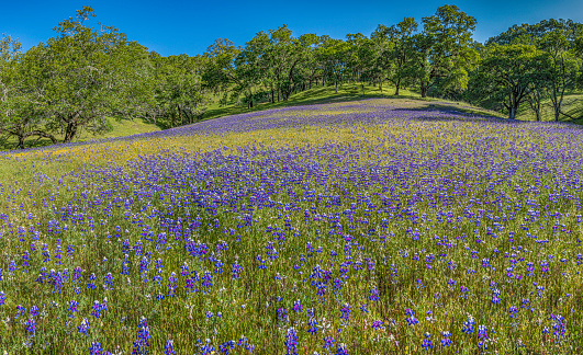 Lupinus nanus, the sky lupine, field lupine, dwarf lupin, ocean-blue lupine or Douglas' annual lupine, is a species of lupine native to the western United States. Sky Lupine, Lupinus nanus, growing on a hillside in Pepperwood Nature Preserve; Santa Rosa;  Sonoma County, California.