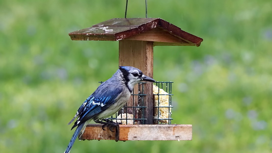 A wet blue jay eating suet from my backyard feeder  on a rainy day, April 24, 2021, in Forest, Virginia.