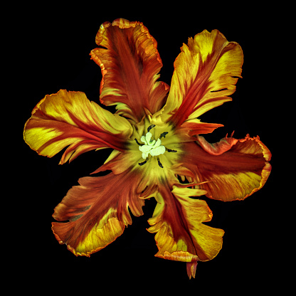 Colorful parrot tulip isolated on black
