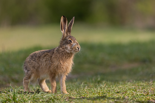 Young european hare (Lepus europaeus) sitting in a meadow.