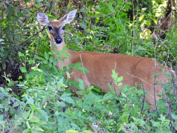istock White-tailed Deer (Odocoileus virginianus) in the bushes 1314247096