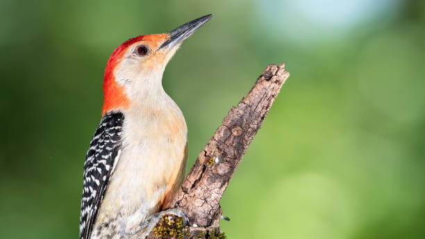 istock Profile of Red-Bellied Woodpecker Perched on a Branch 1314247281