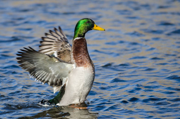 istock Mallard Duck Stretching Its Wings While Resting on the Water 1314247896