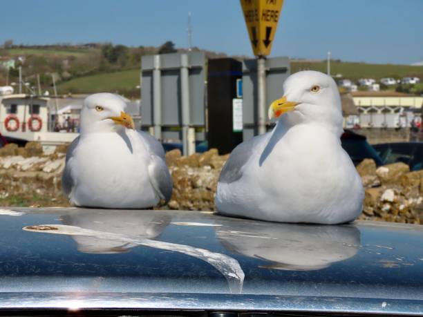 갈매기/ 청어 갈매기가 영국의 웨스트 베이에서 쉬고 있습니다. - herring gull 뉴스 사진 이미지