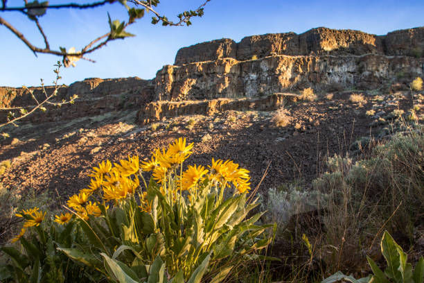 istock Yellow Wild Flowers in foreground, Rock Cliff in Background 1314249680