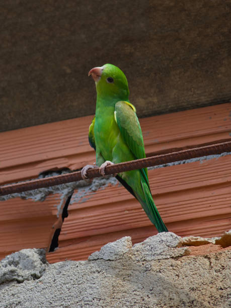 istock image in portrait format in low view of a parrot known as Curica (Amazona amazonica), perched, in a curious pose, on a pole on top of a wall under construction. 1314250698