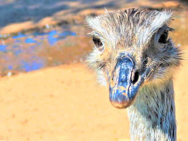 oiseau commun d’autruche (struthio camelus). - young bird beak feather ostrich photos et images de collection