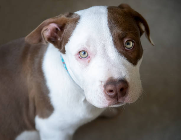 istock American bulldog puppy 1314251619