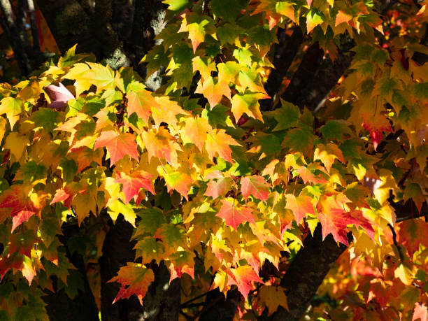 istock Colourful autumn leaves 1314252820