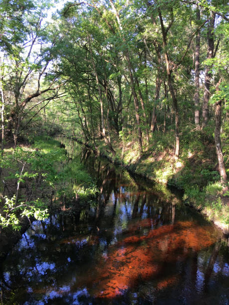 istock Sunlit tannic water running through sandy banks in forest 1314254344