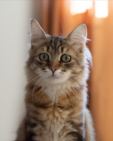 Portrait of the young tabby Siberian cat.