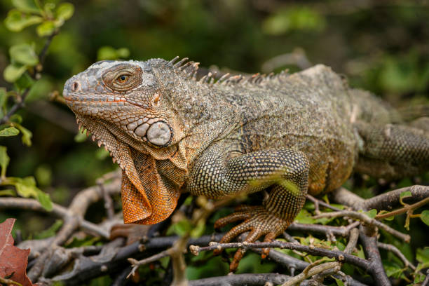 Green Iguanas Lizards Iguanas are herbivores and are diurnal and arboreal. At some point Iguanas migrated from Central and South America to almost all of the islands in the Caribbean island chain. saint martin caribbean stock pictures, royalty-free photos & images