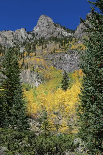 Photo of Cliffs and trees - vertical