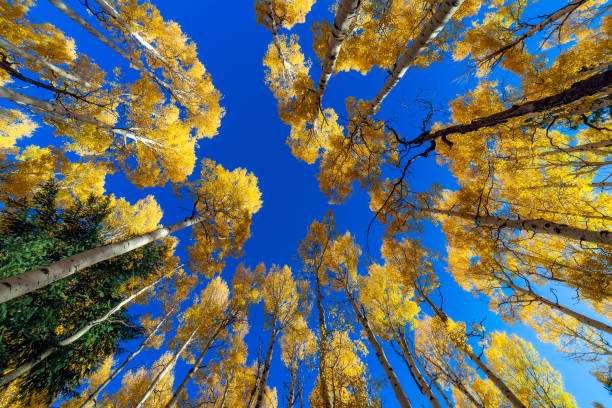 osiki i błękitne niebo - gold yellow aspen tree autumn zdjęcia i obrazy z banku zdjęć