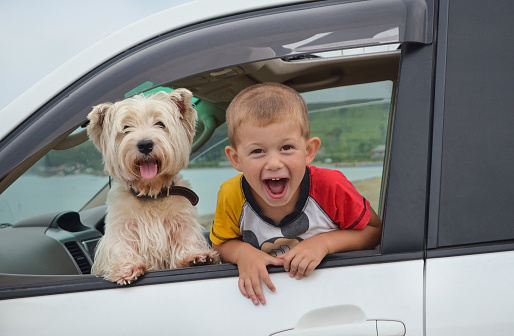 happy child together with the dog inside the car having fun and enjoy the journey in the summer