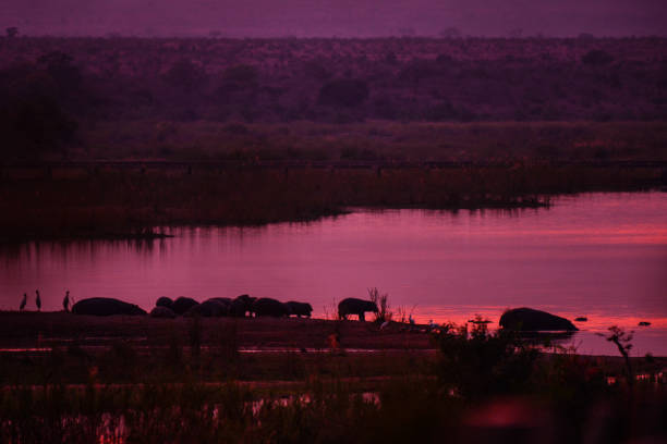 A new day begins for hippos