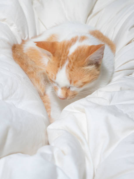 istock White Yellow color cat sleeping on white blanket bed cover 1314264097
