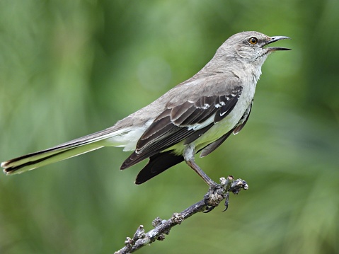Northern Mockingbird profile