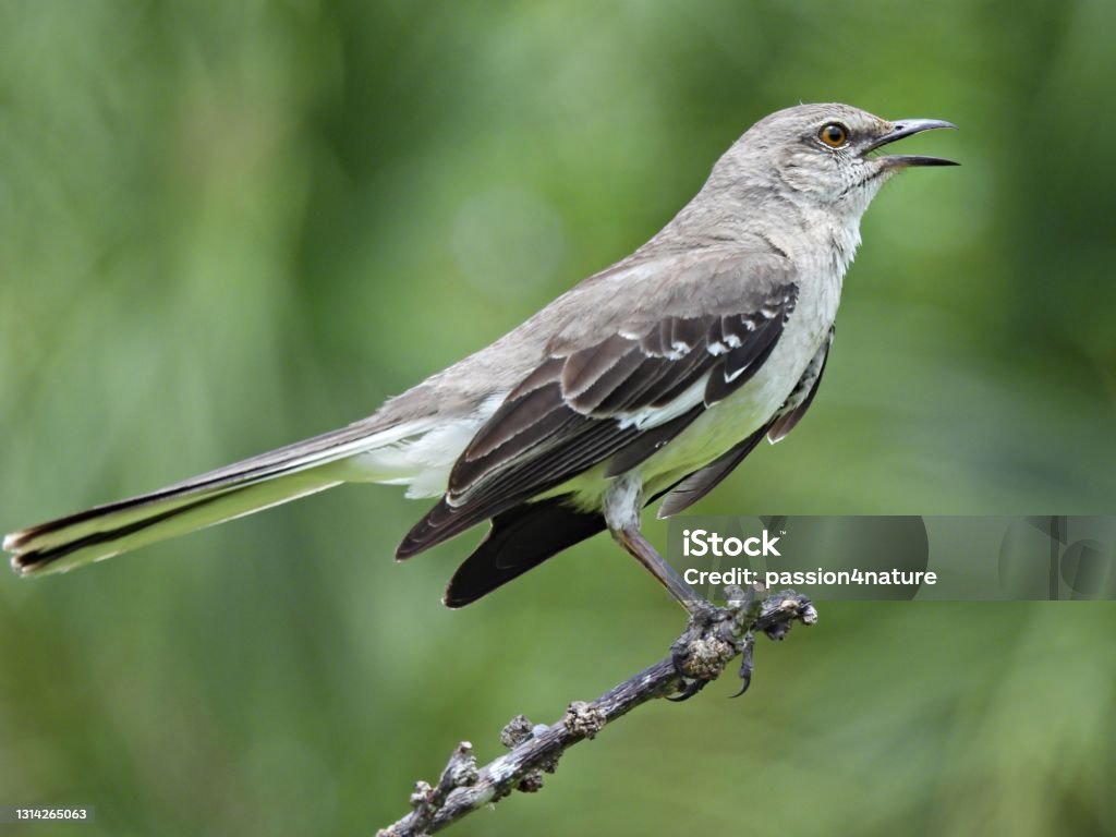 Northern Mockingbird (Mimus polyglottos) perched on a branch Northern Mockingbird profile Mockingbird Stock Photo