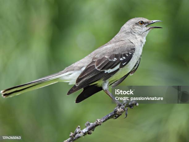 Northern Mockingbird Perched On A Branch Stock Photo - Download Image Now