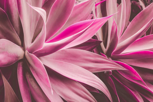 istock abstract green leaf texture, nature background, tropical leaf 1314265717