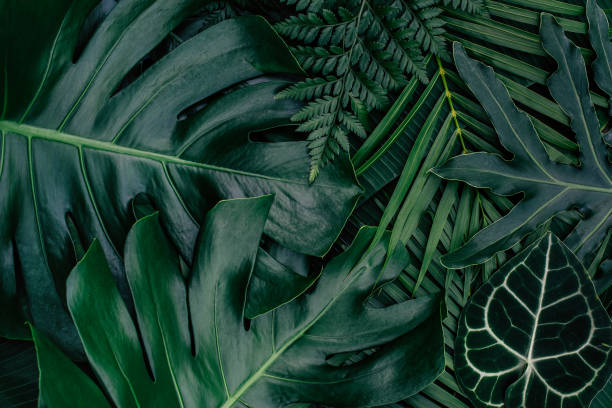 istock abstract green leaf texture, nature background, tropical leaf 1314265719