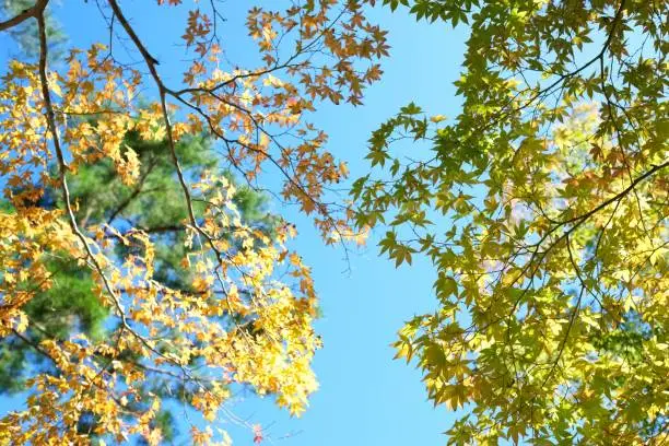 Yellow-gold maple leaves against a blue sky and green foliage in Arashiyama, Kyoto, Japan.