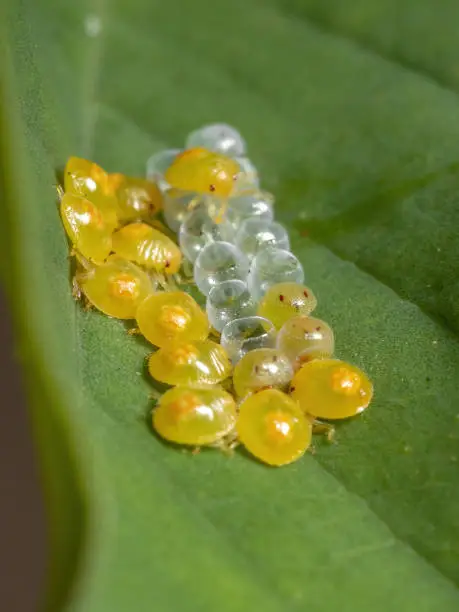 Photo of Yellow Stink Bugs Nymphs