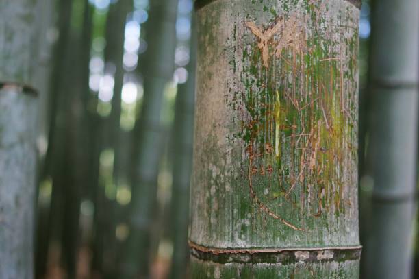 istock Sagano Bamboo Forest; Arashiyama, Kyoto Prefecture, Japan 1314267405