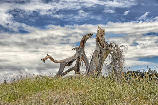 istock Natures Art Tree Stump Northern California 1314268372