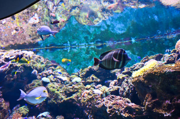 istock School of fish in the aquarium. 1314270997