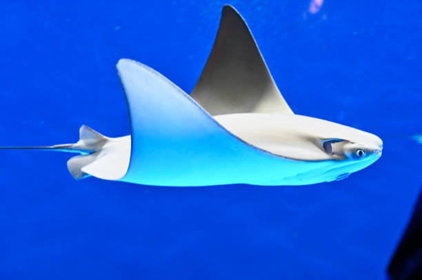 istock Stingrays swimming in the water. 1314271100