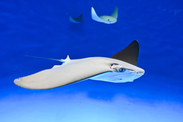 istock Stingrays swimming in the water. 1314271108