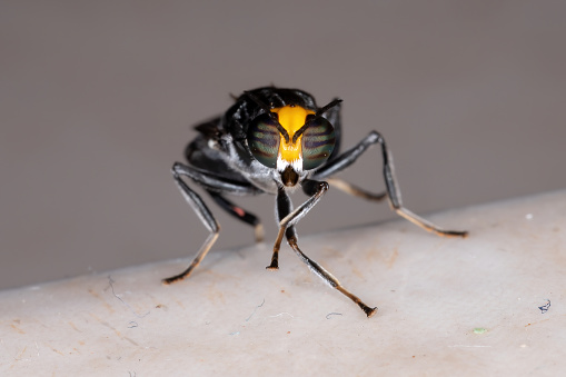A fly sits on an orange drinking its nectar