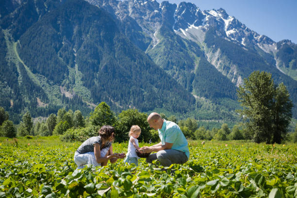 Family picking up strawberries on farm. Family harvesting berries on sunny day. pemberton bc stock pictures, royalty-free photos & images