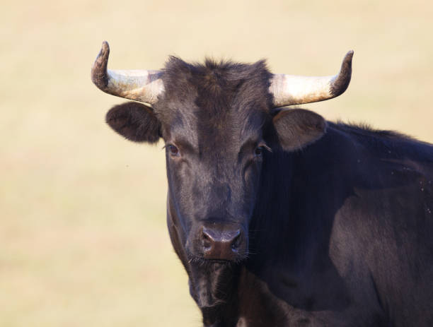 istock Corriente Bull Close-Up Looking at the Camera 1314274113