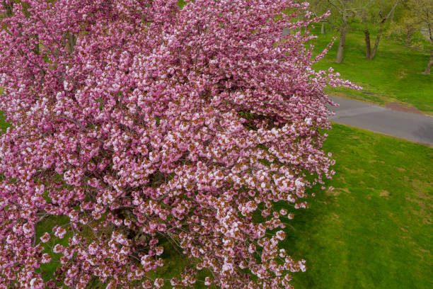 istock Beautiful Cherry sakura tree with blooming light pink flowers with a tree branch 1314274694