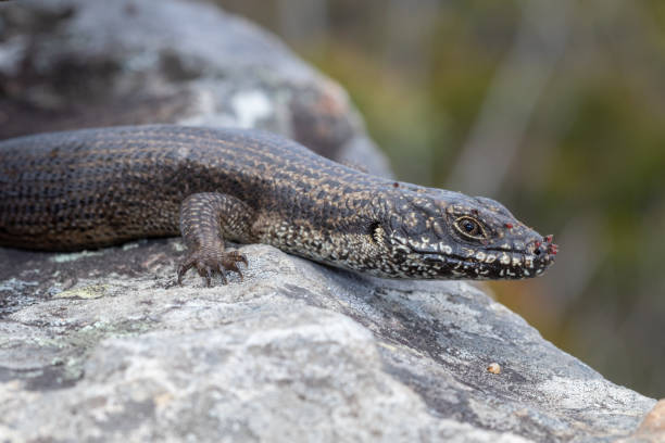 Eastern crevice skink (Egernia mcpheei) basking Eastern crevice skink (Egernia mcpheei) basking on a rocky outcrop. Mites can be seen on its snout. Binna Burra, Queensland, Australia egernia stock pictures, royalty-free photos & images