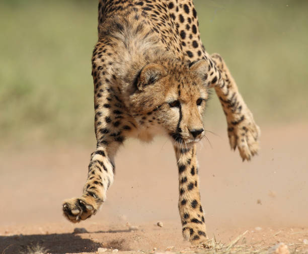 istock Cheetah  Stock Photo 1314279154