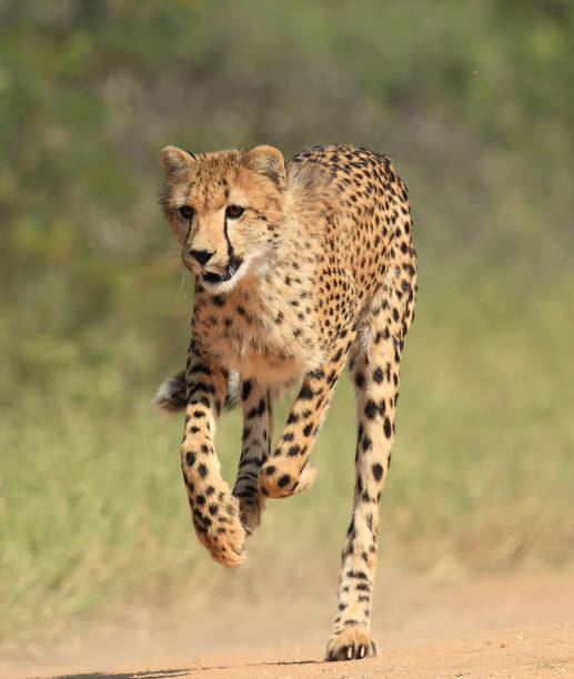 istock Cheetah Running  Stock Photo 1314281270