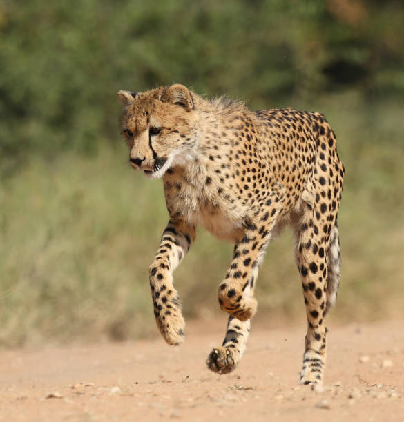 istock Cheetah Stock Photo 1314281277