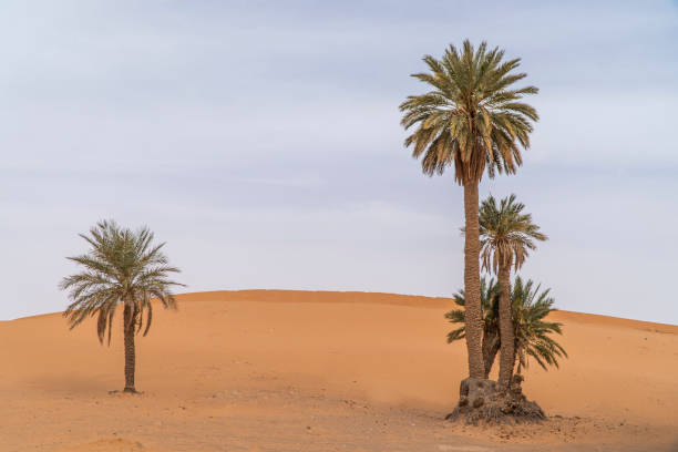 istock Palm trees in the desert 1314282052