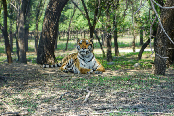 Tiger South China Tiger resting in the forest