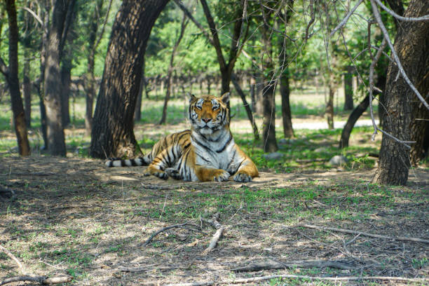 Tiger South China Tiger resting in the forest stock photo